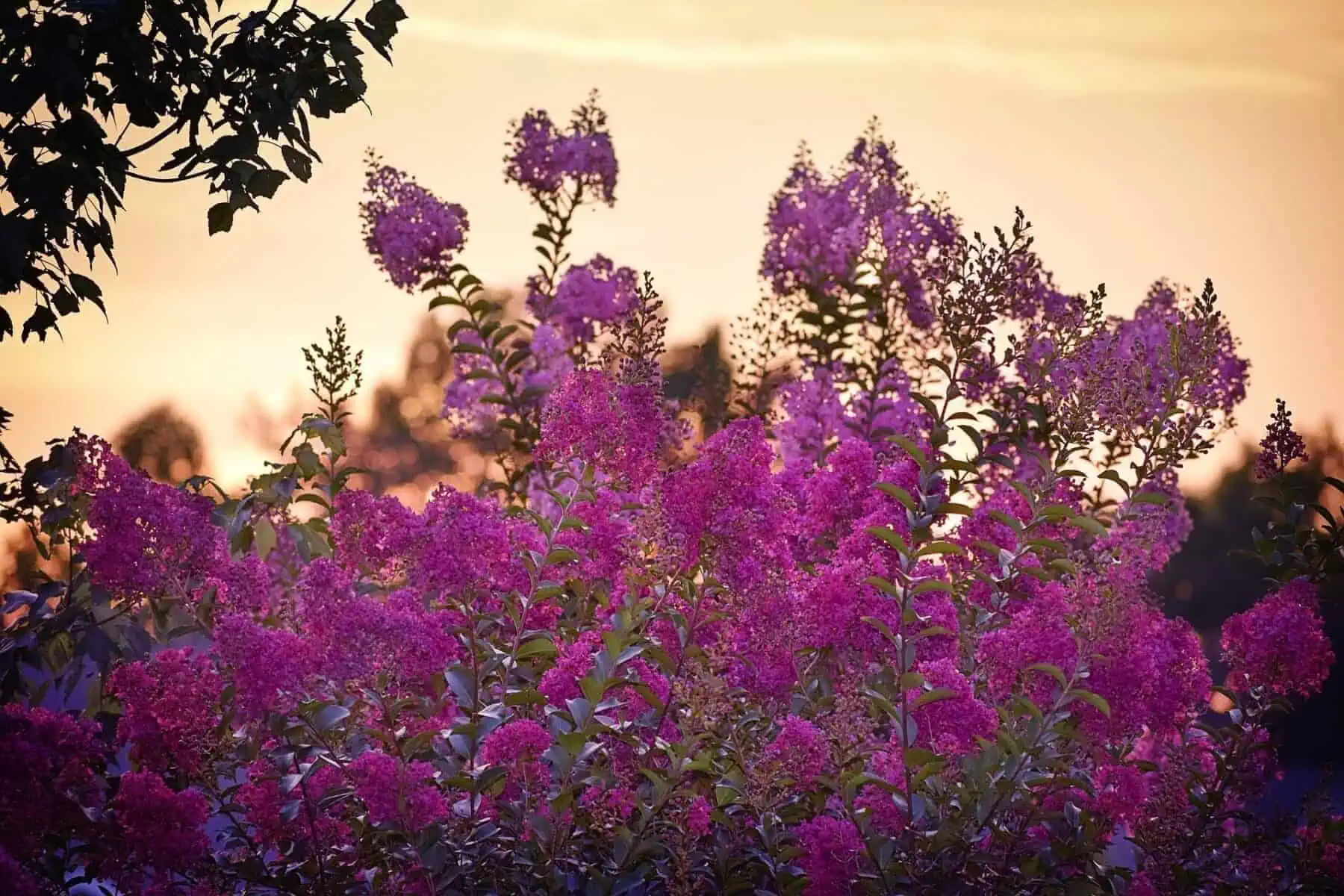 Tree With Purple Flowers: Top 16 Beautiful Varieties 8 crape myrtle