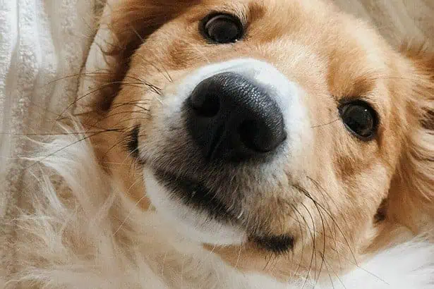 Cute Dog gestures
