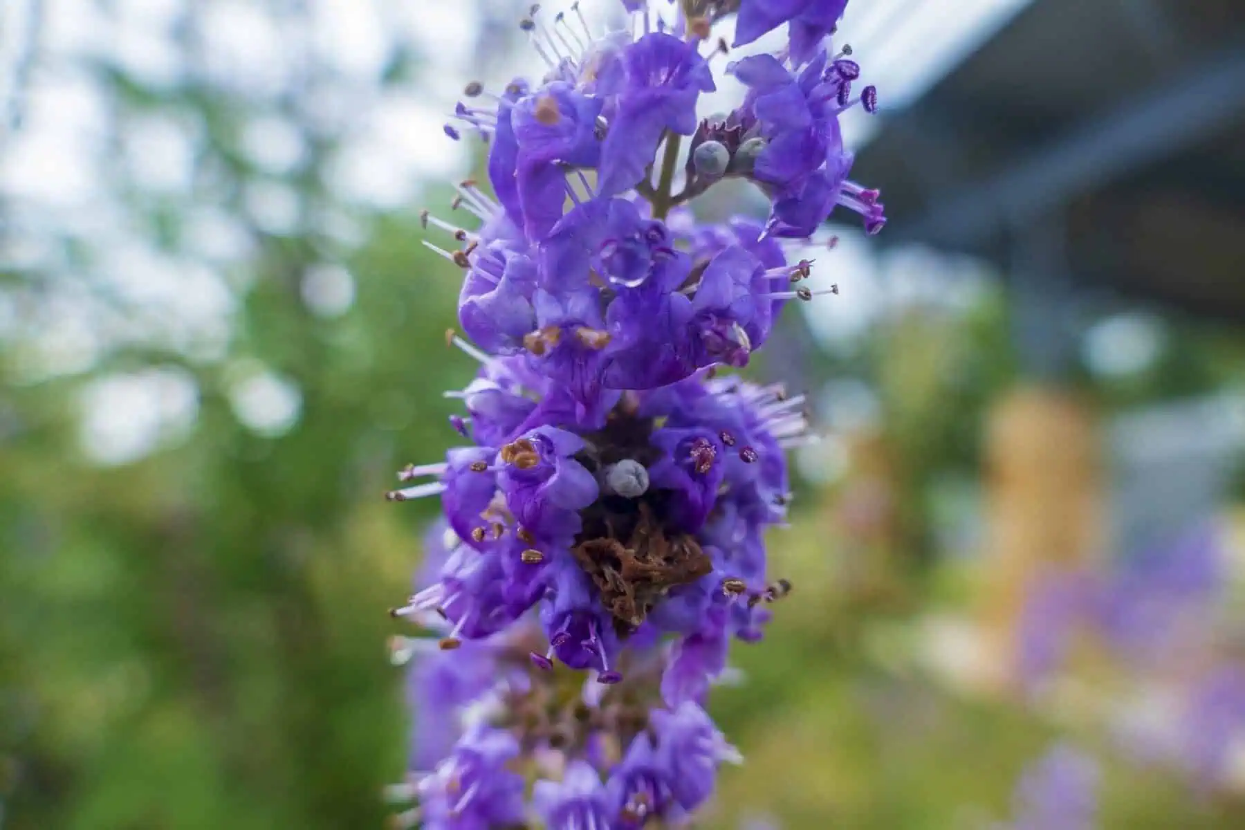 Tree With Purple Flowers: Top 16 Beautiful Varieties 3 chaste tree