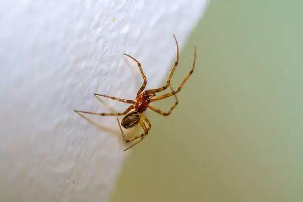 Interesting Facts About Florida Spiders: 13 Types 7 Common house spider