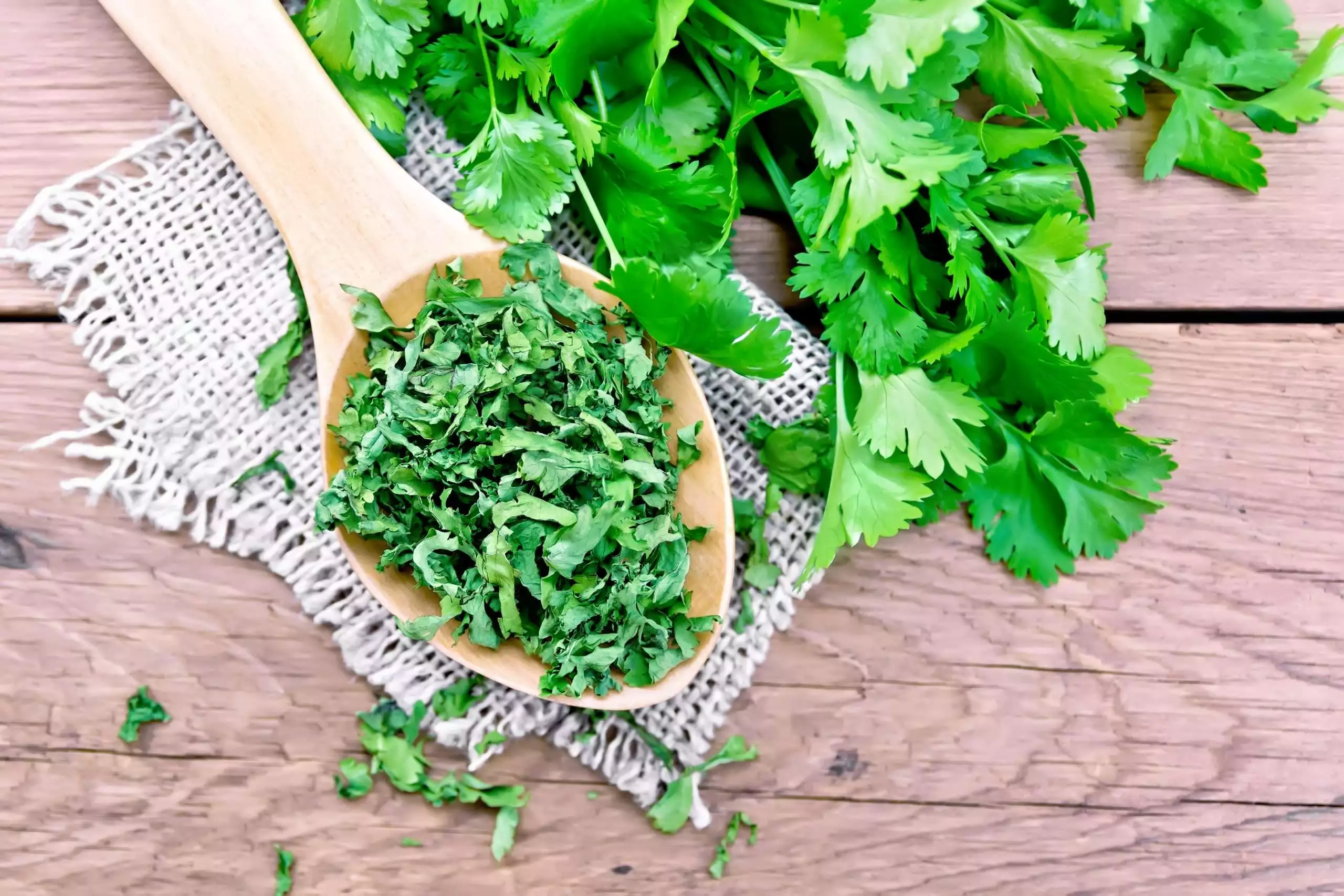How to Store Fresh Herbs? 3 Easy and Simple Methods 2 How to store fresh herbs? Cilantro dried in spoon on old board top