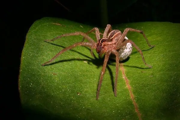 Interesting Facts About Florida Spiders: 13 Types 9 Nursery web spider
