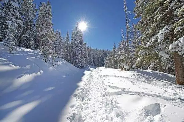 Snowy Forest trail