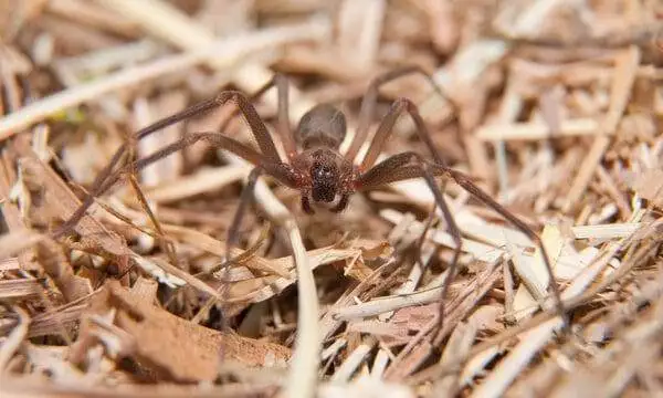 Interesting Facts About Florida Spiders: 13 Types 5 Brown recluse spider