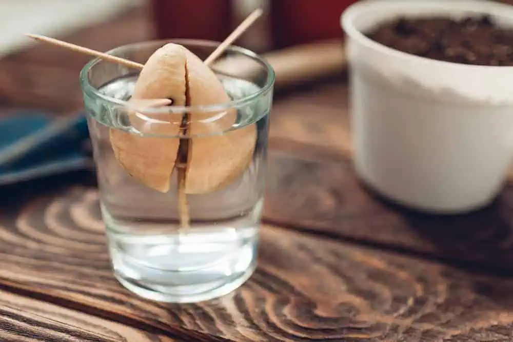 4 Simple Methods of Growing Avocado From Seed 3 Growing avocado from seed