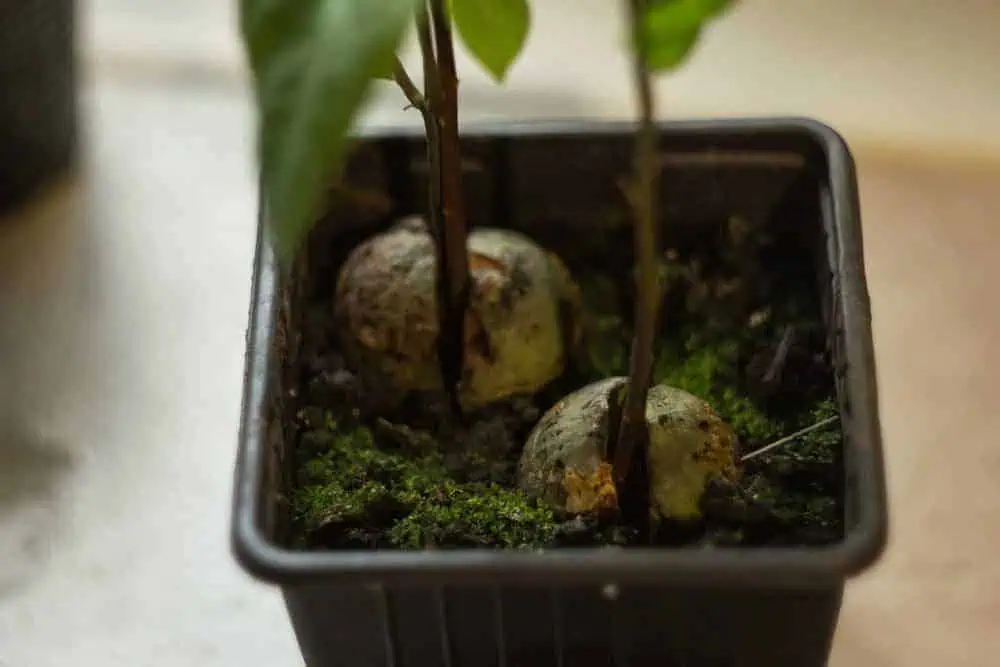 4 Simple Methods of Growing Avocado From Seed 5 Avocado seed germination