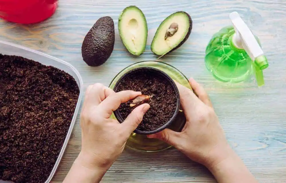 4 Simple Methods of Growing Avocado From Seed 7 Growing avocado from seed in soil