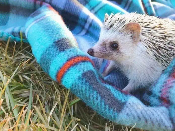 Do Hedgehogs Make Good Pets