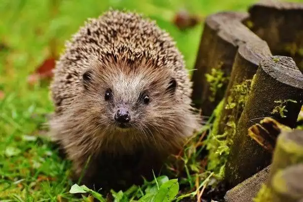 Do Hedgehogs make good pets