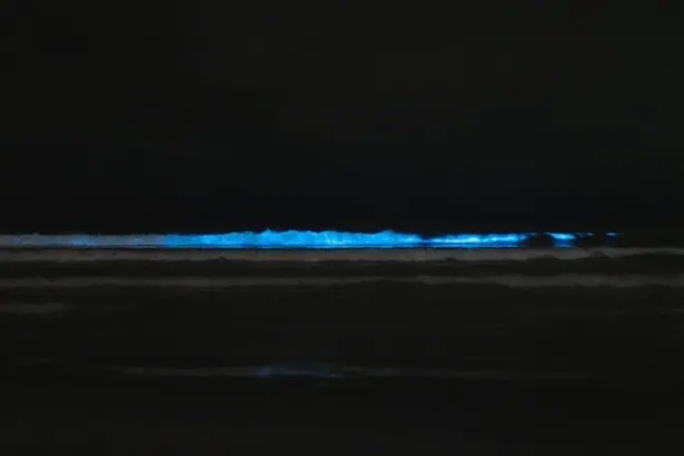 bioluminescent beach