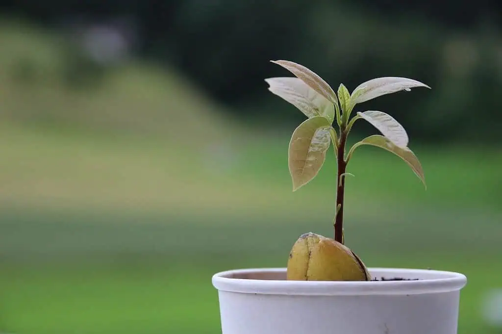 4 Simple Methods of Growing Avocado From Seed 4 Avocado plant in pot