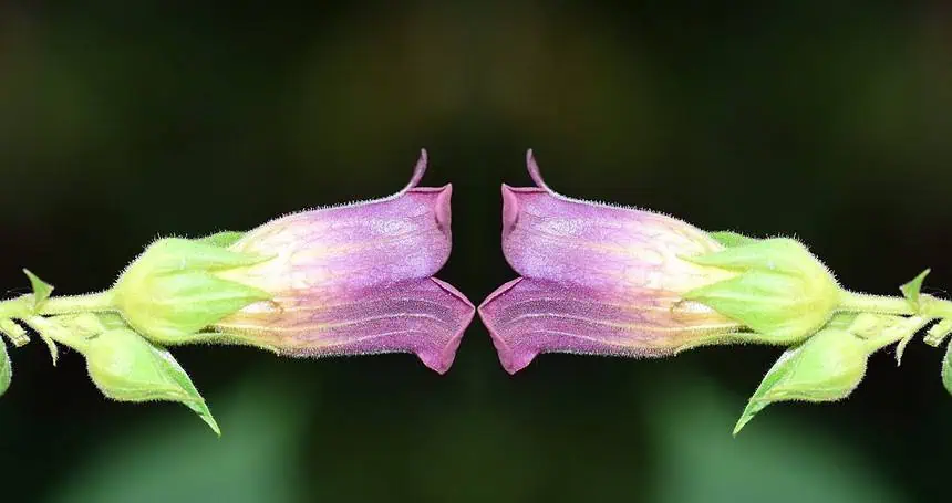 What are Nightshades? 4 Incredible Health Benefits 1 What are Nightshades?