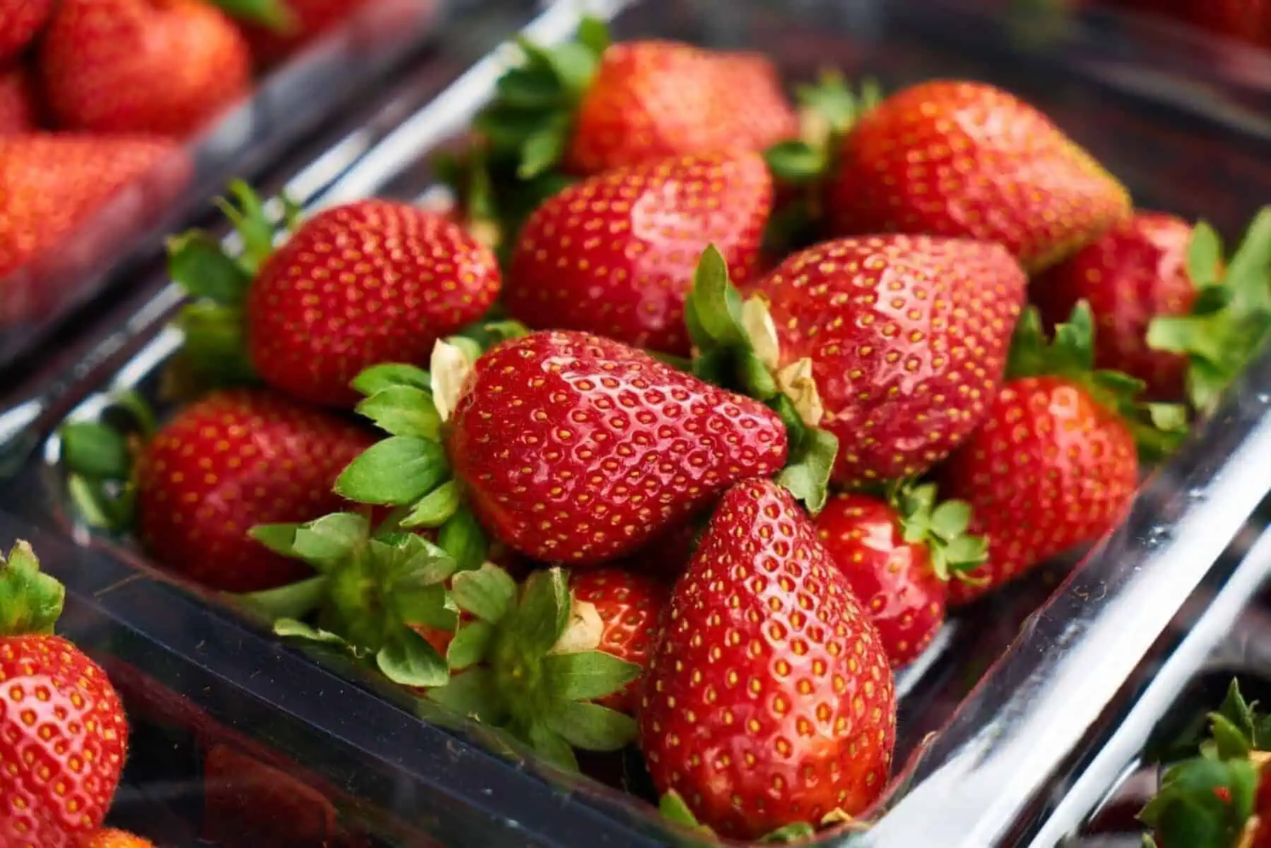 how to grow strawberries