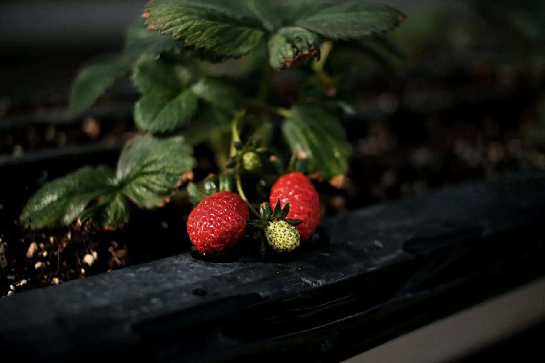 How to Grow Strawberries: Know the 31 Simple Steps 2