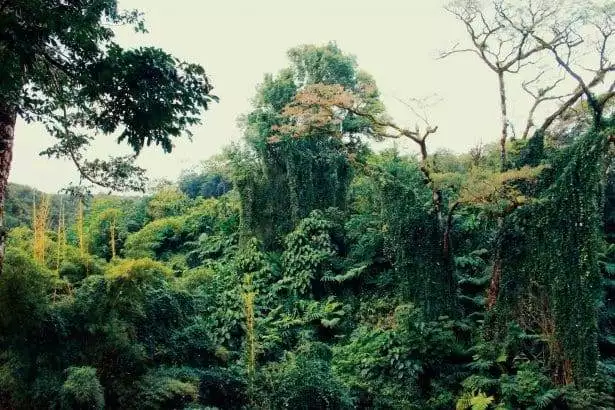 Daintree Rainforest