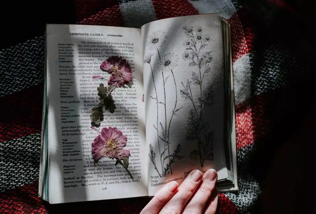 How to Press Flowers? 5 Easy Methods! 3