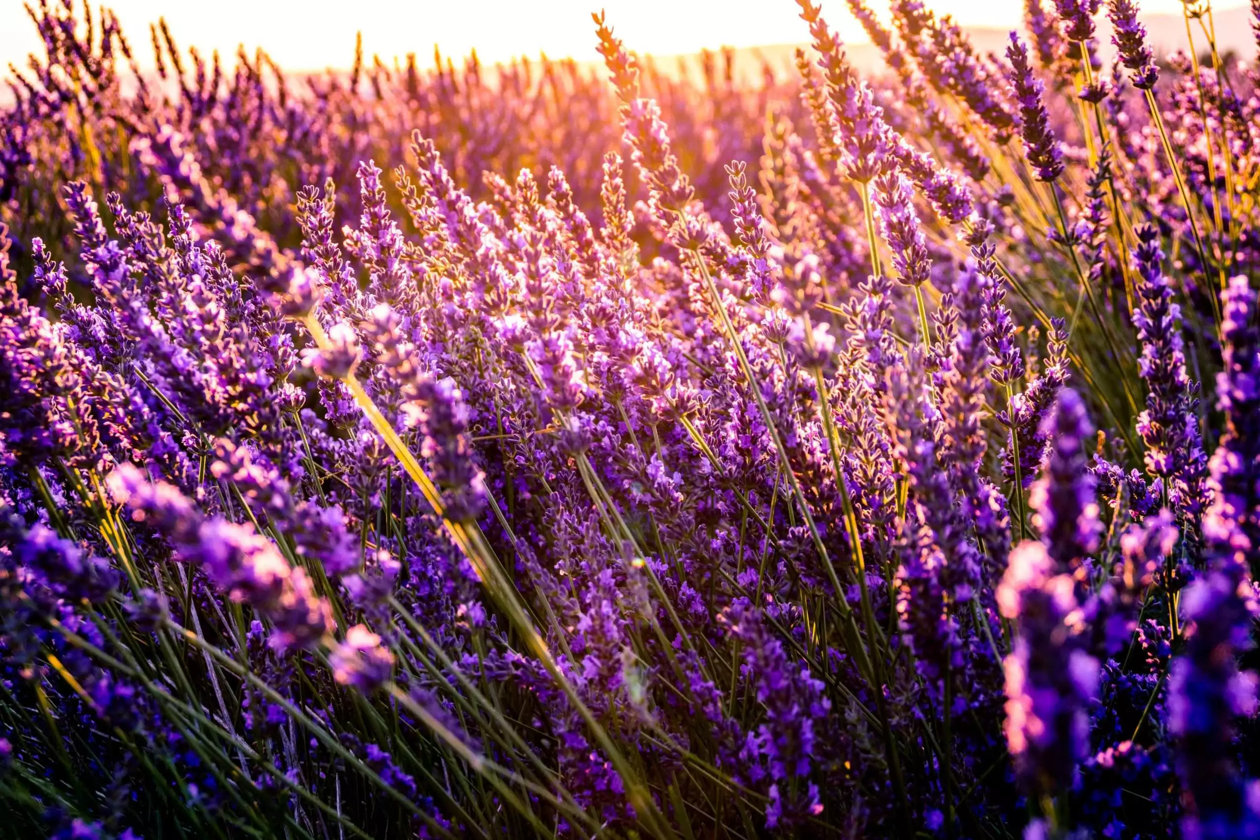 How To Grow Lavender - A Full Guide 7