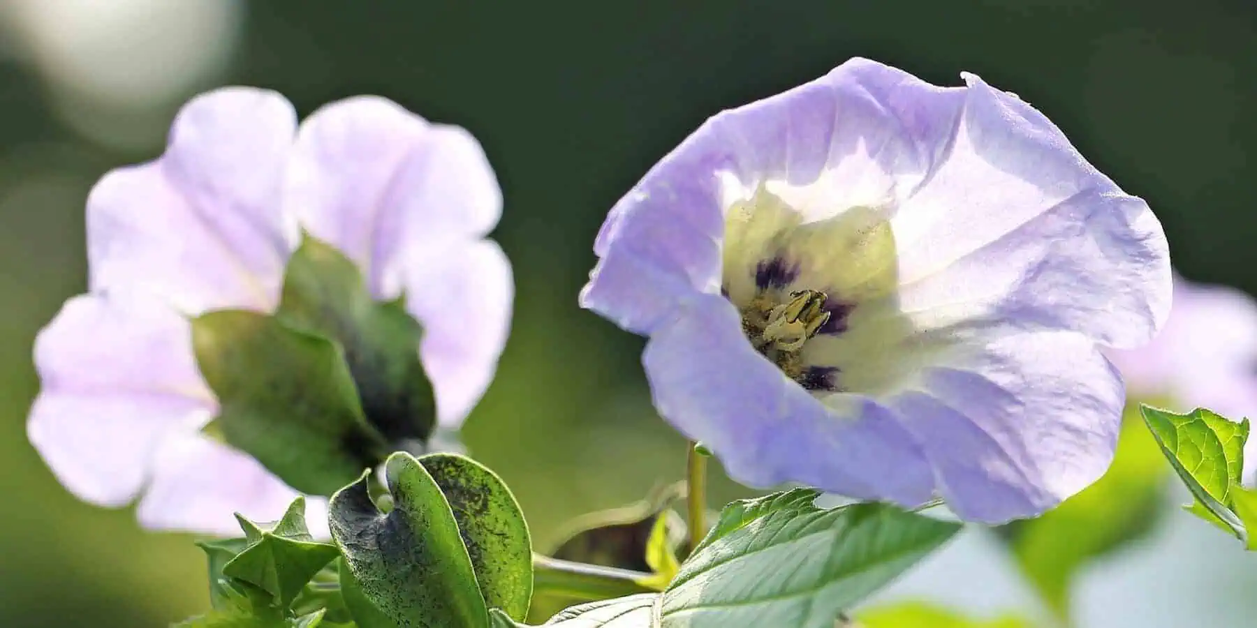 What are Nightshades? 4 Incredible Health Benefits 9 What are Nightshades? 4 Incredible Health Benefits 8