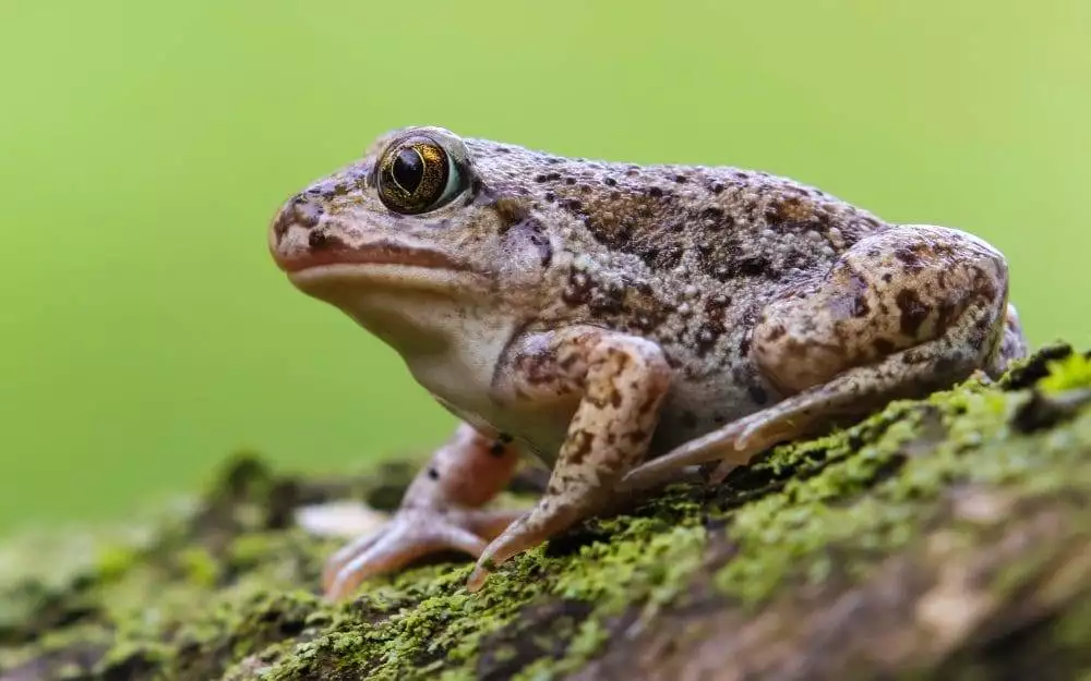 toads