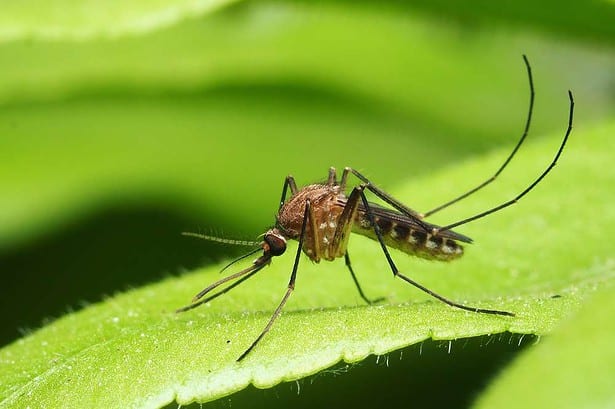 How to Get Rid of Mosquitoes: 13 Useful Methods 6