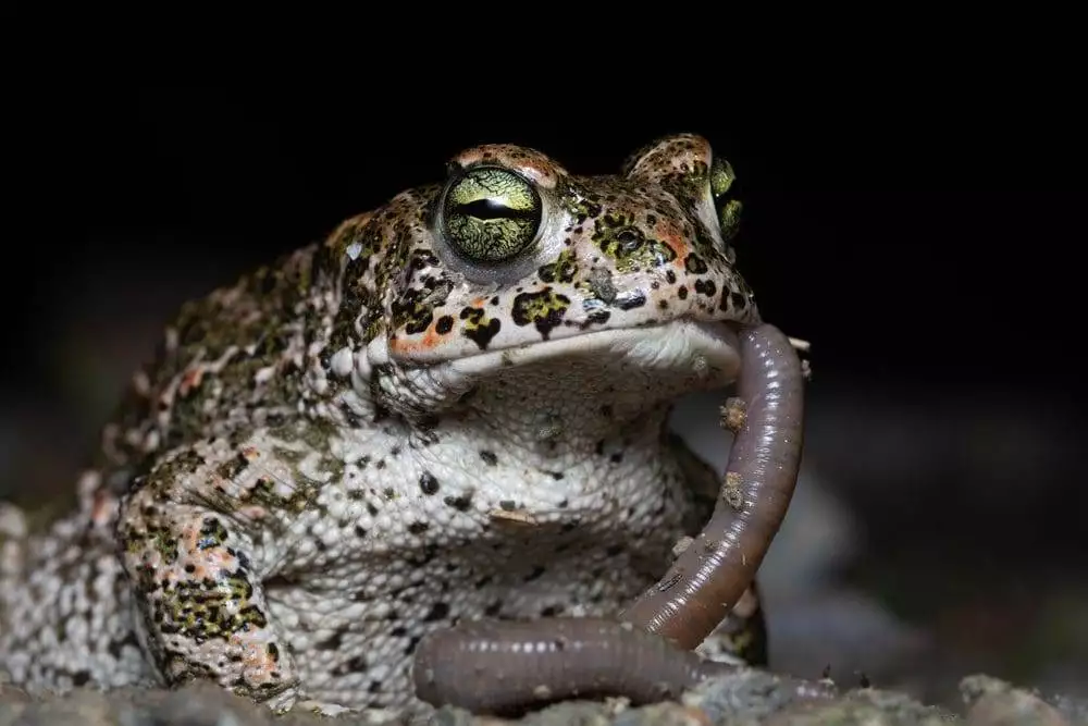 what do toads eat