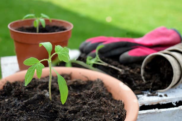 5 Ways on How to Repot A Plant- Few Amazing Facts! 9