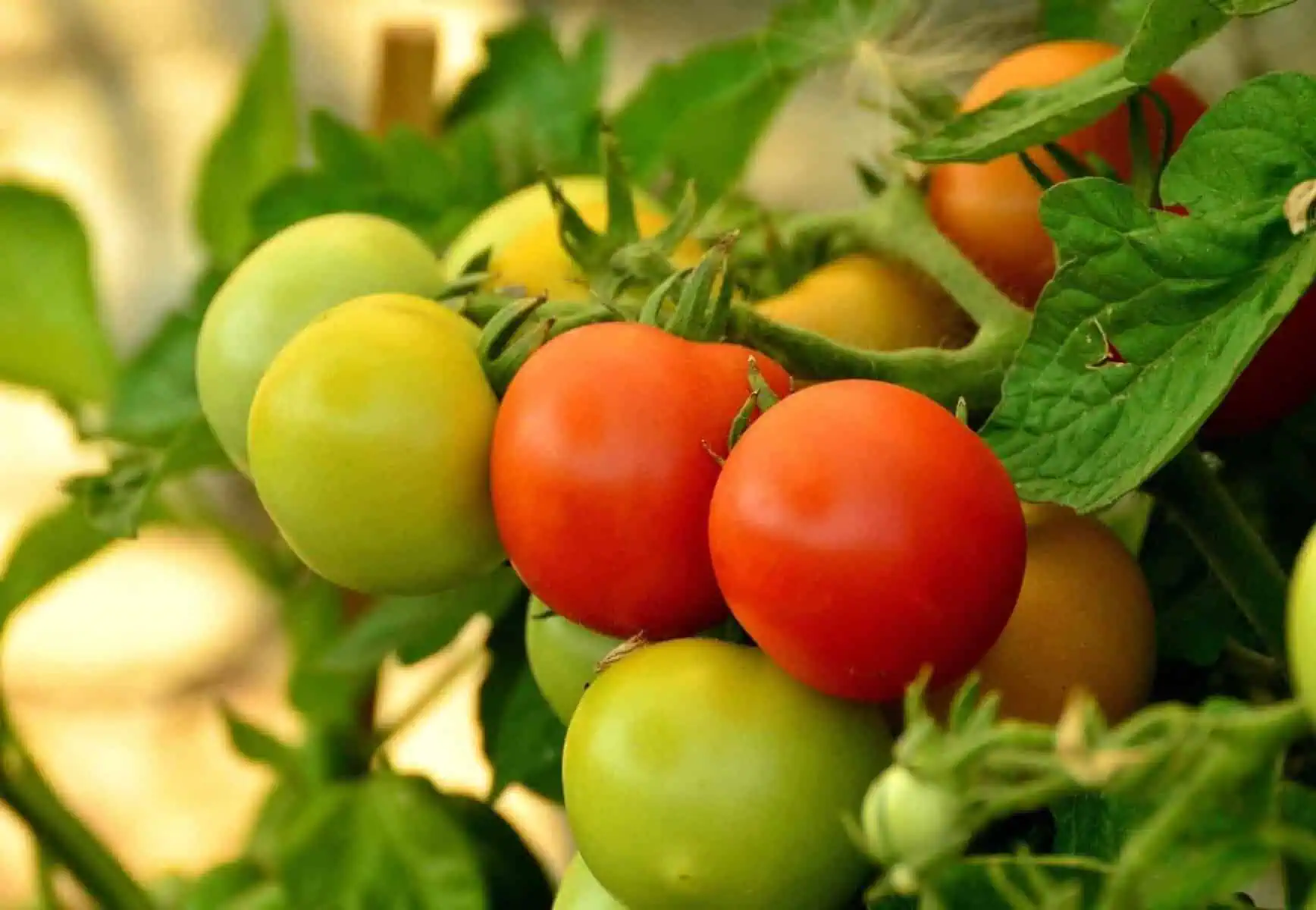 What are Nightshades? 4 Incredible Health Benefits 5 What are Nightshades? 4 Incredible Health Benefits 4