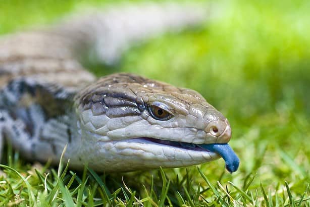 Blue Tongue Skink