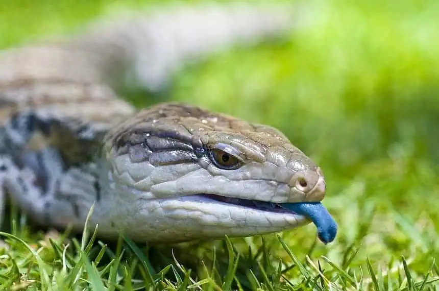 Blue Tongue Skink