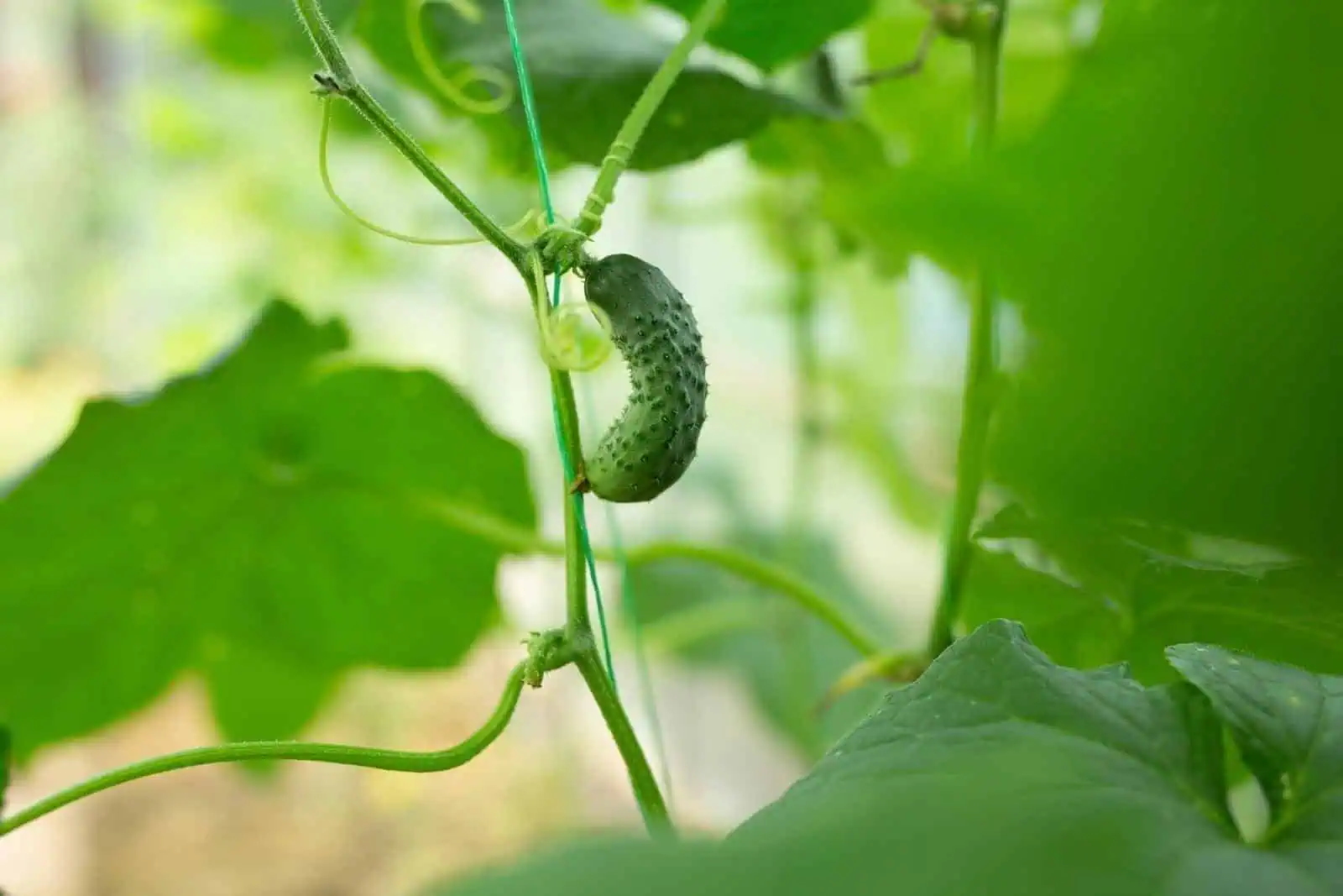 How to Grow Cucumbers: 8 Easy Steps 4 How to Grow Cucumbers: 8 Easy Steps 3