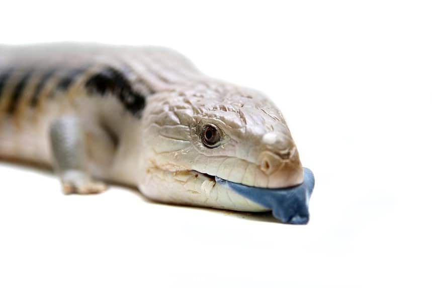 Picture of 15 Interesting Facts About Blue Tongue Skink