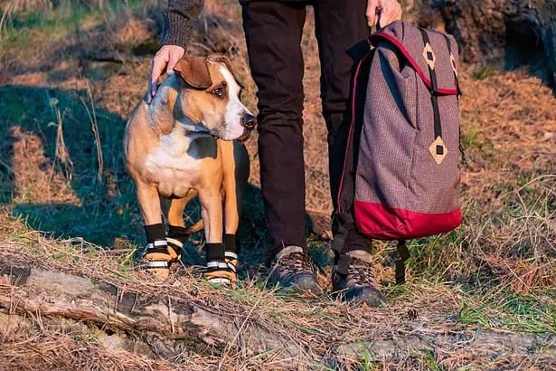 Should Dogs Wear Shoes While Hiking? 7