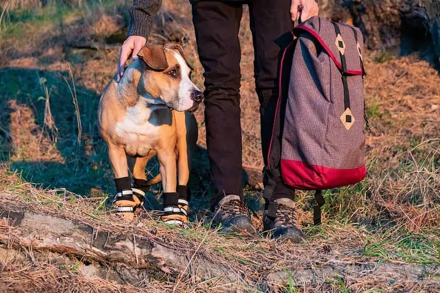 Should Dogs Wear Shoes While Hiking? 1 Should Dogs Wear Shoes While Hiking? 1