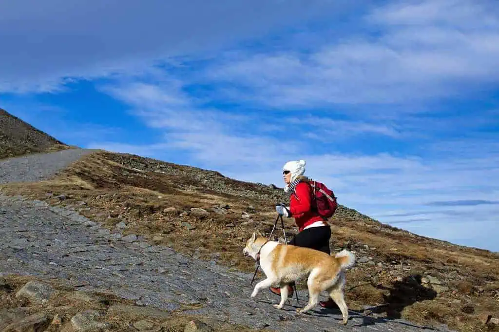 Should Dogs Wear Shoes While Hiking? 4 Hiking in mountains with a dog