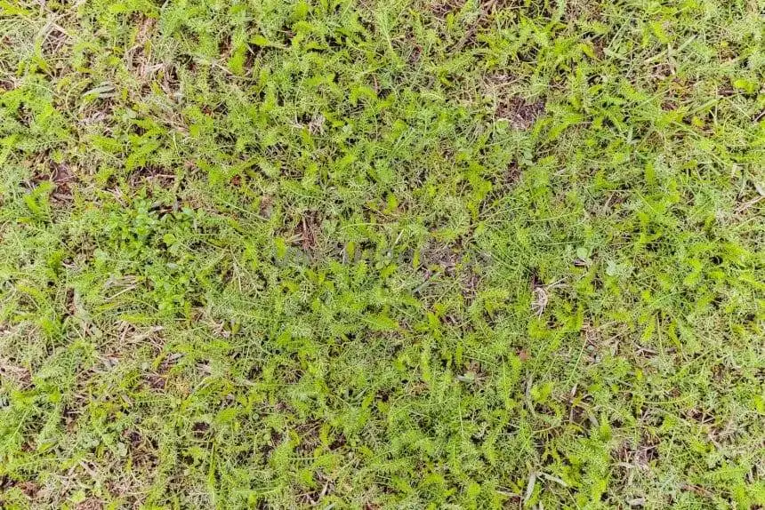how to kill weeds naturally