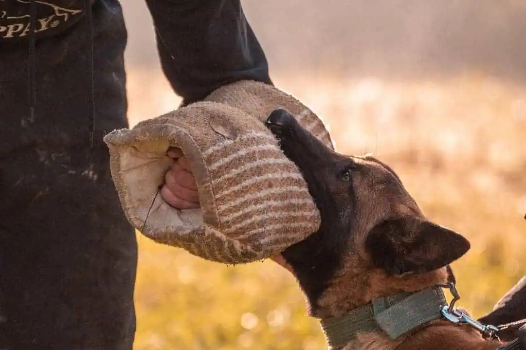 how to become a dog trainer