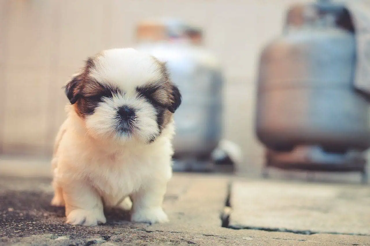 How Long Does it Take to House Train a Puppy: 5 Amazing Facts 2 How long does it take to house train a puppy