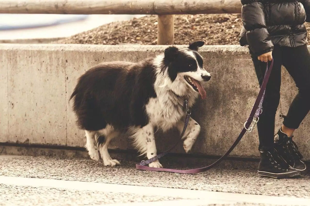 How Long Does it Take to House Train a Puppy: 5 Amazing Facts 6 How long does it takes to house train a puppy