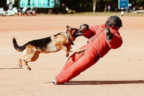 how to become a dog trainer
