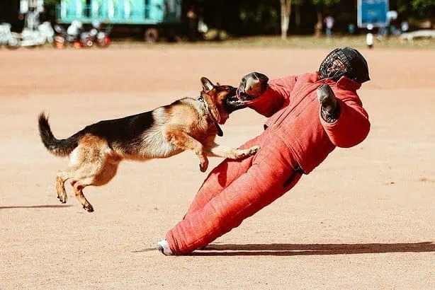 how to become a dog trainer