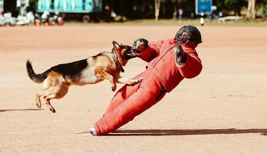 how to become a dog trainer