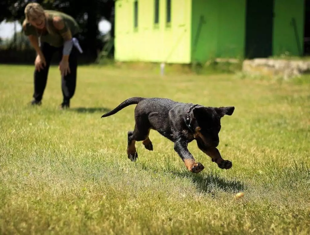 how to become a dog trainer