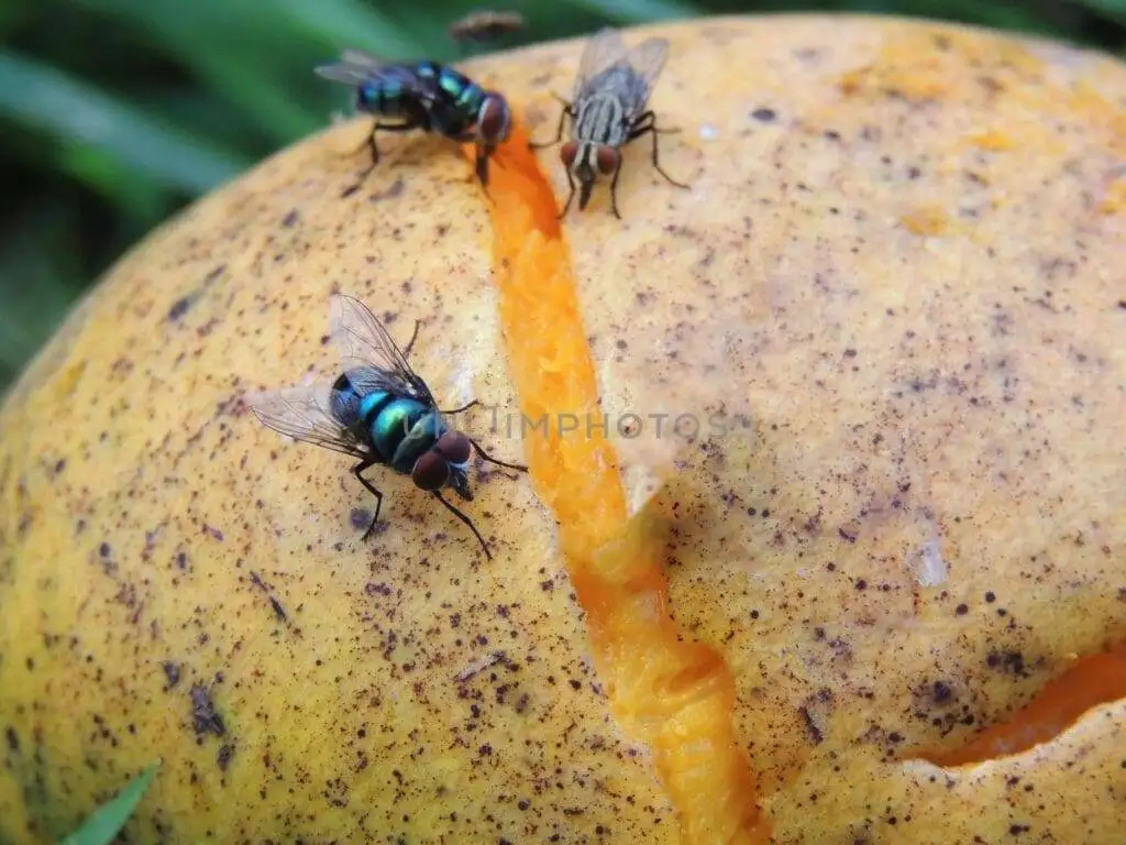 How to Get Rid of Gnats | 12 Interesting Remedies For You!