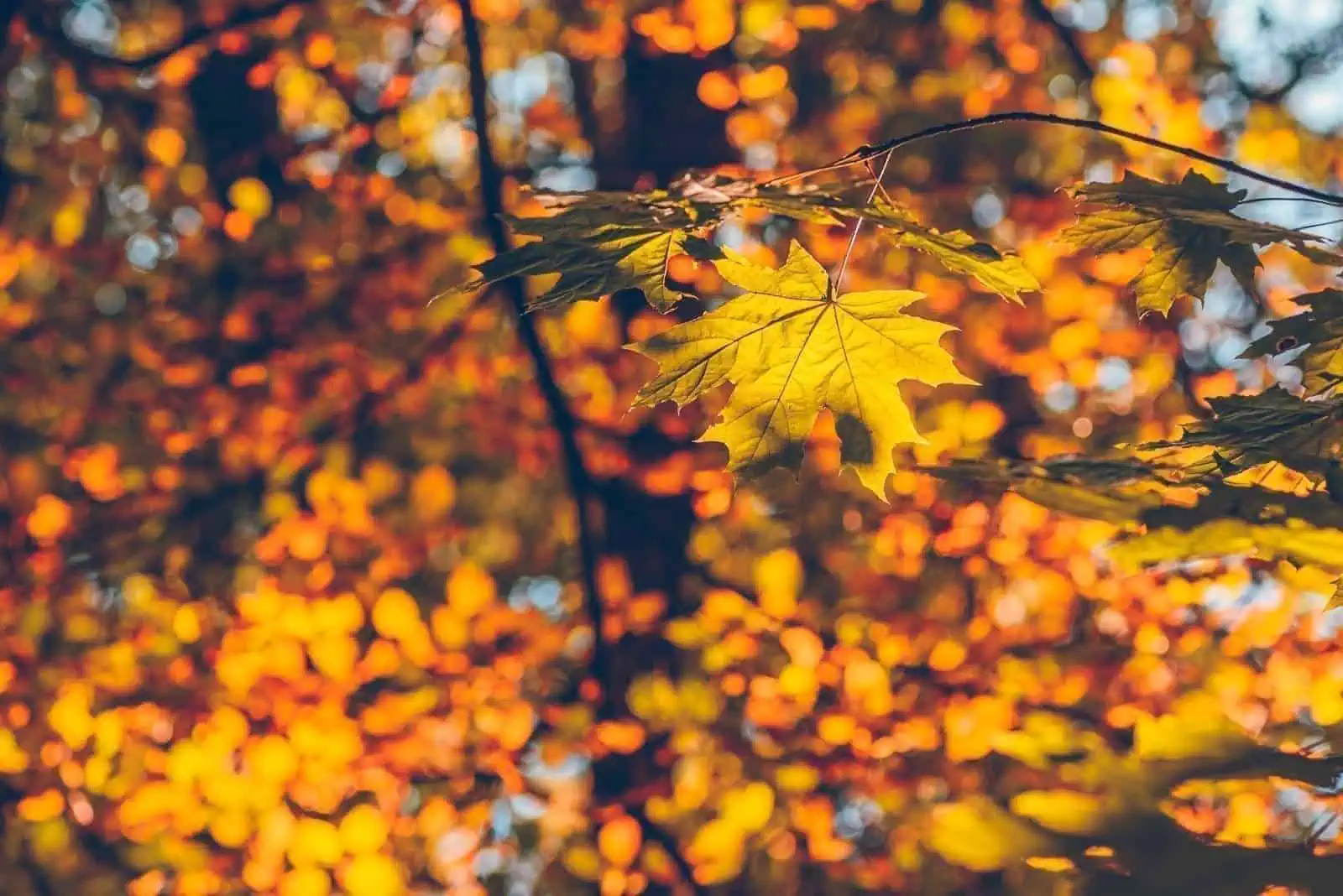 The Pando Forest, Utah: 10 Interesting Facts 2 The Pando Forest, Utah: 10 Interesting Facts 1