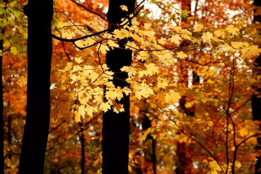 The Pando Forest, Utah: 10 Interesting Facts 1 The Pando Forest