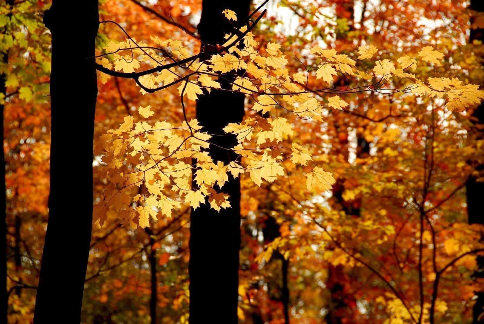 The Pando Forest