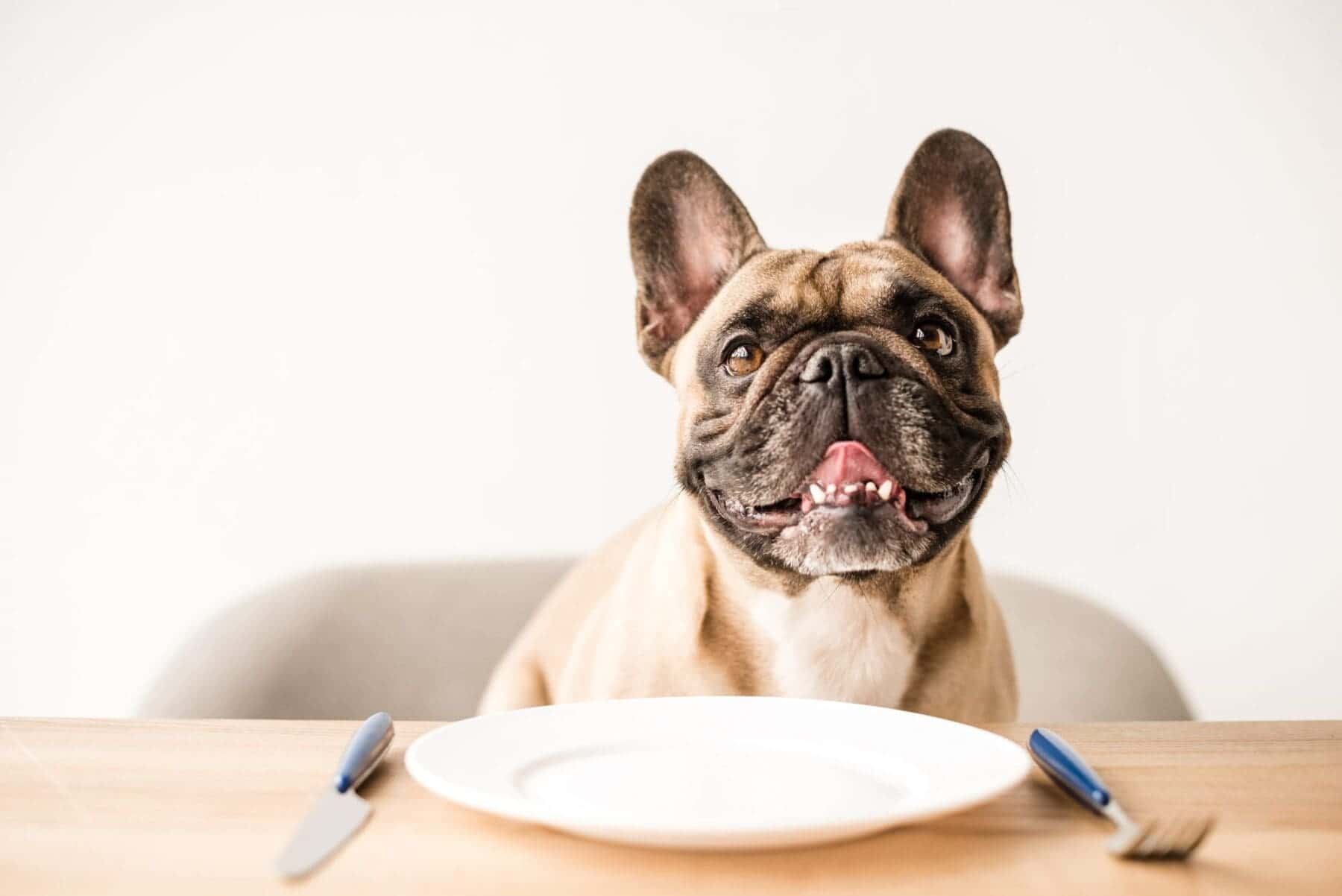Dog waiting for its food.