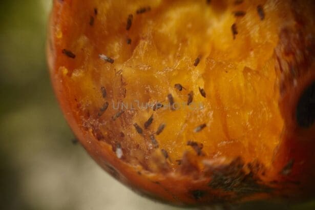 How to Get Rid of Gnats | 12 Interesting Remedies For You!