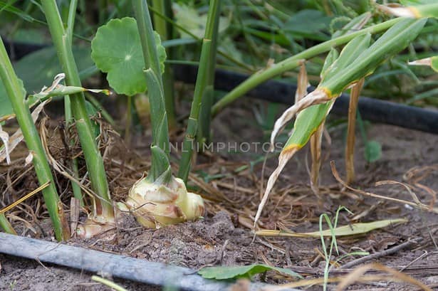 How to Grow Ginger : Complete guide For Beginners