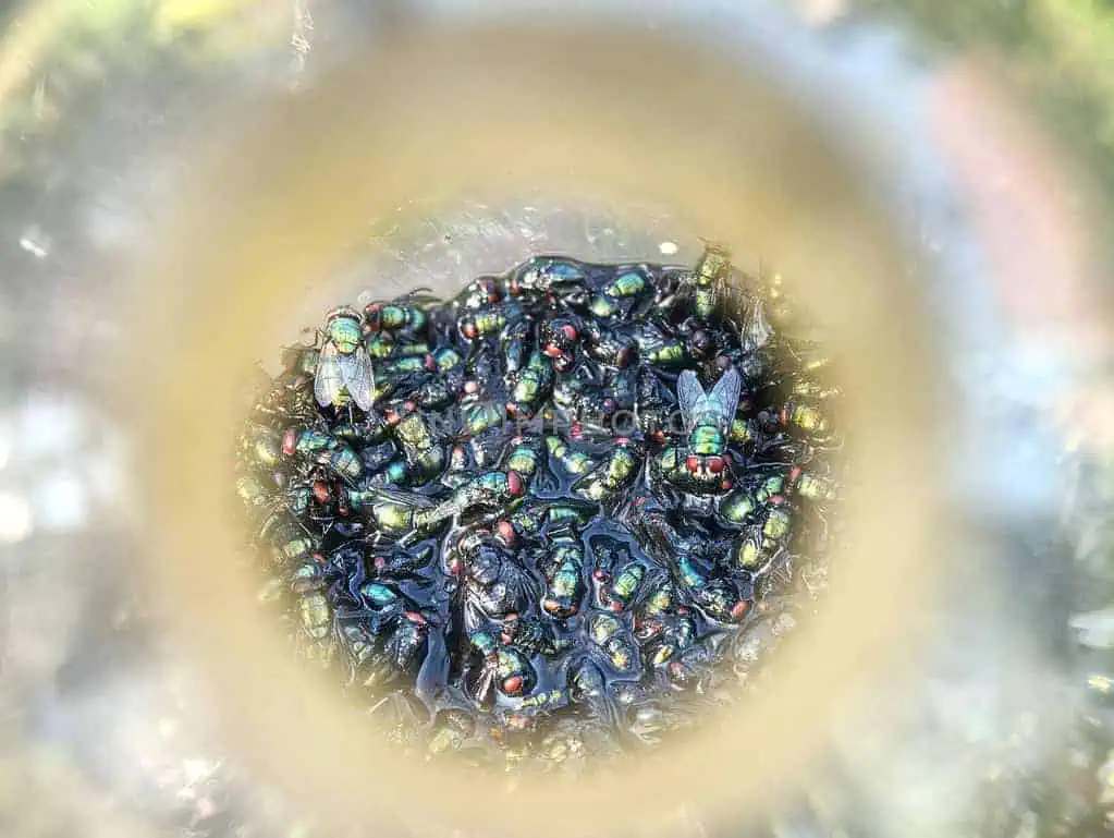 How to Get Rid of Gnats | 12 Interesting Remedies For You!
